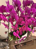 元族【2小時(shí)達】大蝴蝶蘭盆栽蘭花同城配送鮮花送父母長(cháng)輩禮物年宵花 【恭賀新禧】10株紫色蝴蝶蘭盆栽（花盆隨機） 曬單實(shí)拍圖