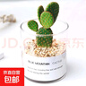 多肉植物仙人掌盆栽室內肉肉仙人球小盆栽開(kāi)花可愛(ài)桌面綠植 紅毛掌+玻璃盆+黃金砂+營(yíng)養土 含盆 曬單實(shí)拍圖