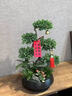 元族【2小時(shí)達】五層塔松盆栽青松綠植送老師喬遷新居開(kāi)業(yè)盆景禮物 開(kāi)業(yè)大吉【五層塔松盆景】 開(kāi)業(yè)送禮推薦（花盆隨機） 曬單實(shí)拍圖