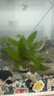 七葉島水草魚(yú)缸造景水草植物直接入缸水培植物蜈蚣草水溶懶人造景整套 【精品級】紅波+丁香（送凈水環(huán)） 曬單實(shí)拍圖