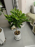 平安樹(shù)客廳盆栽大型植物辦公室內老樁大葉幸福樹(shù)四季常青旺宅綠植 精品平安樹(shù)60厘米（原土發(fā)貨） 原土發(fā)貨 曬單實(shí)拍圖