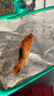 AIPHAROW觀(guān)賞魚(yú)錦鯉魚(yú)活體冷水魚(yú)金魚(yú)魚(yú)苗大正紅白黃金烏金白寫(xiě)丹頂淡水魚(yú) 10-12cm（虎皮1+別甲1+火鯉1） 曬單實(shí)拍圖