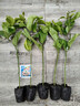 親密9號黃金百香果苗廣西純甜黃金果嫁接苗爬藤四季當年結果純甜 黃金百香果苗5棵（帶土帶葉） 30-40高 曬單實(shí)拍圖