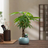 八芽盆栽發(fā)財樹(shù)植物室內禪意招財樹(shù)盆景辦公室桌面綠植源頭直發(fā)包郵 辮子發(fā)財樹(shù)-圓肚盆-熊貓-紫砂托 含盆 曬單實(shí)拍圖