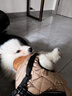 POPOCOLA狗狗衣服秋冬季保暖泰迪柴犬雪納瑞小型犬寵物棉服馬甲冬裝 米白色搖粒絨加絨馬甲 L【建議體重9~11斤】 曬單實(shí)拍圖