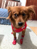 珊野狗狗鞋子小型犬秋冬防水防臟腳套泰迪比熊博美冬季不掉腳寵物襪子 紅色【高幫防抓】底部防水 M碼【建議8斤-15斤】 曬單實(shí)拍圖