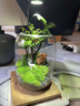生命之樹(shù)苔蘚微景觀(guān)桌面生態(tài)瓶免打理辦公室盆栽真植物耐養禮物 紫檀+植物燈 曬單實(shí)拍圖