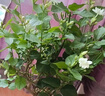 筆尖茉莉獨桿單瓣茉莉花盆栽虎頭茉莉室內植物花苗白色茉莉好養 筆尖茉莉5年苗不含盆 曬單實(shí)拍圖