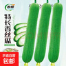 春蝶蔬菜種子四季播盆栽陽(yáng)臺庭院辣椒葫蘆甜瓜肉絲掛蘿卜易種籽孑 特長(cháng)香絲瓜【原裝1包 約20?！?一包(試種) 曬單實(shí)拍圖