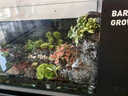 寵小俠水草植物魚(yú)缸真草造景生態(tài)全套擺件養魚(yú)增氧鋪底陰性水培凈化綠植 入缸成景套餐（適合30-40cm缸） 曬單實(shí)拍圖