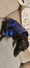 SLPC小狗衣服泰迪衣服冬季保暖比熊博美小型犬狗狗衣服棉服寵物棉衣 藍色 L（建議7-10斤） 曬單實拍圖