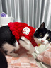 貓咪衣服新年保暖冬季狗狗衣服防掉毛德文布偶貓馬年寵物衣服過(guò)年 紅色【新年穿新衣】拜年色 S【胸圍30-背長(cháng)24cm】2-4斤貓咪 曬單實(shí)拍圖