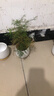 植男植女文竹客廳桌面盆栽室內花卉辦公室水培綠植物源頭直發(fā) 曬單實(shí)拍圖