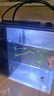 奈寵小魚(yú)缸斗魚(yú)桌面魚(yú)缸側濾一體式亞克力魚(yú)缸免換水迷你小型魚(yú)缸 白色 迷你小魚(yú)缸 小號標準套餐15*10*12.8cm 曬單實(shí)拍圖