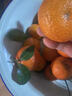 冠棠正宗廣東四會(huì )沙糖桔現發(fā)德慶砂糖橘子新鮮蜜桔爆甜橘生鮮應季水果 10斤精品砂糖橘【順豐京東】 曬單實(shí)拍圖