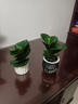 圓葉吸毒王碧玉公主豆瓣綠年宵花擺件植物桌面四季常青花凈化空氣 碧玉+提拉米蘇樹(shù)脂盆【送營(yíng)養土+肥】 曬單實(shí)拍圖
