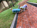 嬉皮狗（hipidog）全包撞色柯基沖鋒雨衣中小型犬臘腸犬四腳狗狗雨衣雨天寵物狗衣服 塞倫紫【卡碼建議拍大】 M （建議體重13-18斤） 曬單實(shí)拍圖