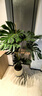 臨雅特級龜背竹客廳大盆栽老樁大葉室內大型落地綠植物高級感盆景好養 【旗艦款】提根龜背竹1.5-1.7m+原盆 曬單實(shí)拍圖