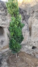 羅漢松大樹(shù)苗基地直銷(xiāo)雀舌盆景大型庭院綠植四季常青花卉造型大樹(shù) 羅漢松直徑4公分 曬單實(shí)拍圖