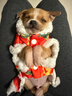貝初眾狗狗衣服冬季保暖寵物貓咪小狗衣服中小型犬秋冬裝泰迪比熊雪納瑞 東北大花棉襖-喜慶唐裝 S-胸圍35 背長(cháng)25 建議2-5斤寵物 曬單實(shí)拍圖