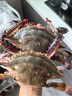 丹東大飛蟹東溝野生大公蟹梭子蟹白蟹鮮活海蟹大螃蟹青蟹 5兩 大號【1斤2只裝】 曬單實(shí)拍圖