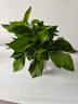特價(jià)綠蘿盆栽室內客廳辦公室吸甲醛凈化空氣水培植物綠植花卉好養 【經(jīng)典2盆】綠蘿+早安吸水盆 整體含盆高度20-25cm 曬單實(shí)拍圖
