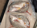 黃翅魚(yú) 黃立魚(yú) 黃墻黃蠟魚(yú)潮汕海鮮水產(chǎn)品黃腳立魚(yú)黃鰭鯛赤翅魚(yú) 2條1斤 *2份 曬單實(shí)拍圖