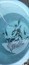 四川裸鯉魚(yú)魚(yú)苗無(wú)甲無(wú)鱗養殖食用淡水魚(yú)紅鯉魚(yú)黑鯉魚(yú)苗鏡鯉大裸斑 12-14厘米裸鯉魚(yú) 20條送10% 曬單實(shí)拍圖
