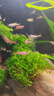 特價(jià)水草莫斯樹(shù)魚(yú)缸水族箱魚(yú)缸造景淡水陰性草沉木造景植物真草 經(jīng)典莫斯樹(shù)組合A(40-80cm缸) 曬單實(shí)拍圖