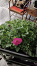 朵芮蜜矮牽?；?牽?；ɑ缢募臼彝夂灭B易活易爆盆陽(yáng)臺庭院花卉小苗 矮牽牛20株混色 曬單實(shí)拍圖