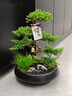 Only you【兩小時(shí)達】五層塔松盆栽青松綠植松樹(shù)盆景室內植物開(kāi)業(yè)生日喬遷 學(xué)術(shù)長(cháng)青【精致造景五層塔松盆景】 送導師推薦 曬單實(shí)拍圖