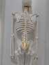 85CM人体骨骼模型骨架人体模型成人小白骷髅教学脊椎全身骷髅标本带脊柱神经带椎间盘 肌肉着色韧带 A款85cm立式骨骼带椎间盘及神经 实拍图