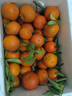落梅香正宗廣東四會(huì )沙糖桔現發(fā)德慶砂糖橘子新鮮蜜桔爆甜橘生鮮應季水果 20斤精品砂糖橘【順豐京東】 曬單實(shí)拍圖
