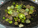 多肉植物組合3-5厘米卷好盆栽耐干旱好養新手基地玉露綠植盆栽 【28棵多肉有名字】14個(gè)品種 曬單實(shí)拍圖