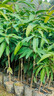 妃里香芒果苗樹(shù)四季貴妃芒凱特嫁接樹(shù)苗果樹(shù)果苗南方陽(yáng)臺盆栽地栽好養活 金煌芒果（50-60cm） 曬單實(shí)拍圖