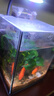 千潯水族桌面魚(yú)缸小型魚(yú)缸辦公室桌面迷你小魚(yú)缸微景觀(guān)自循環(huán)造景全套家用 150*150*200mm（送造景大禮包） 曬單實(shí)拍圖