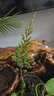 迎客松真樹(shù)盆景迎客松室內外松柏地柏造型盆景辦公室庭院景觀(guān)盆景 3年幼苗發(fā)一顆+肥料 曬單實(shí)拍圖