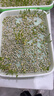 北蔬 豌豆苗種子種苗水培土培龍須菜豆苗四季種 青豌豆芽苗菜種子200g 曬單實(shí)拍圖