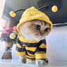 JCZS貓咪衣服秋冬款蜜蜂裝銀漸層布偶英短起司小型犬寵物保暖狗狗衛衣 黃色小蜜蜂 S(建議3-5斤 參考胸圍背長(cháng)) 曬單實(shí)拍圖