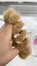 半粒超大號毛毛電話(huà)線(xiàn)發(fā)圈丸子頭發(fā)飾發(fā)圈女新毛絨發(fā)繩網(wǎng)紅扎馬尾頭飾 【灰色+淺咖】大號毛絨電話(huà)線(xiàn) 曬單實(shí)拍圖