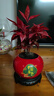 八芽南天竹盆栽室內年宵花桌面客廳喜慶好養花卉耐寒綠植過(guò)年送禮盆景 南天竹-陶瓷平安喜樂(lè )盆-密胺托盤(pán)-葉片春綠秋紅 帶盆栽好 曬單實(shí)拍圖
