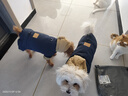 DADAGOU秋冬季泰迪比熊加厚保暖四腳棉服小狗狗衣服小型犬棉襖成幼犬防風(fēng) 【韓系四腳棉衣】深海藍 XL【8.5-12斤/背長(cháng)35胸圍47cm】 曬單實(shí)拍圖