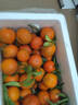 落梅香正宗廣東四會(huì )沙糖桔現發(fā)德慶砂糖橘子新鮮蜜桔爆甜橘生鮮應季水果 20斤精品砂糖橘【順豐京東】 曬單實(shí)拍圖