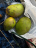 四川攀枝花凱特芒果應季新鮮熱帶孕婦水果特大青芒現摘整箱芒果 5斤 精選大果【單果6-8兩】 曬單實(shí)拍圖