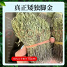 養益君正宗矮獨腳金20g 疳積草 短獨角金獨腳金黃花草孩兒草積食煲湯 曬單實(shí)拍圖