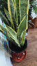 金邊虎皮蘭室內大型綠植客廳新房裝修辦公室盆栽四季常青虎尾蘭 金邊虎皮蘭15-20株/0.9-1米-原盆 曬單實(shí)拍圖