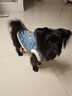 嬉皮狗（hipidog）狗狗衣服仿兔絨毛邊加絨保暖可牽引馬甲中小型犬比熊寵物貓咪服飾 牛仔藍色 XL（建議體重11-15斤） 曬單實(shí)拍圖