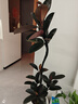 花財主大型盆栽綠植 檸檬樹(shù)鴨腳木發(fā)財樹(shù)天堂鳥(niǎo)綠植室內客廳大盆栽 橡皮樹(shù)1.6-1.8米【圓柱盆】 含盆 曬單實(shí)拍圖