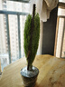海蒂的花園旗艦店室內盆栽植物龜背竹秋海棠辦公室客廳桌面觀(guān)葉綠植盆栽 香松11cm盆 含盆 曬單實(shí)拍圖
