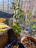 呆果丁廣西柑橘嫁接果樹(shù)苗無(wú)核沃柑砂糖橘子茂谷皇帝柑脆蜜脆皮金柑金桔 砂糖橘苗 三年苗60-80CM高(帶土帶葉) 曬單實(shí)拍圖